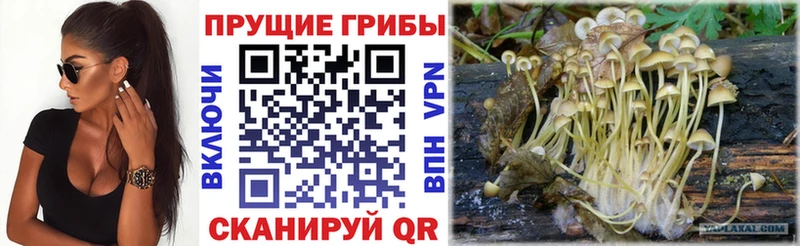 МЕГА вход где купить наркоту Слюдянка Галлюциногенные грибы MAGIC MUSHROOMS